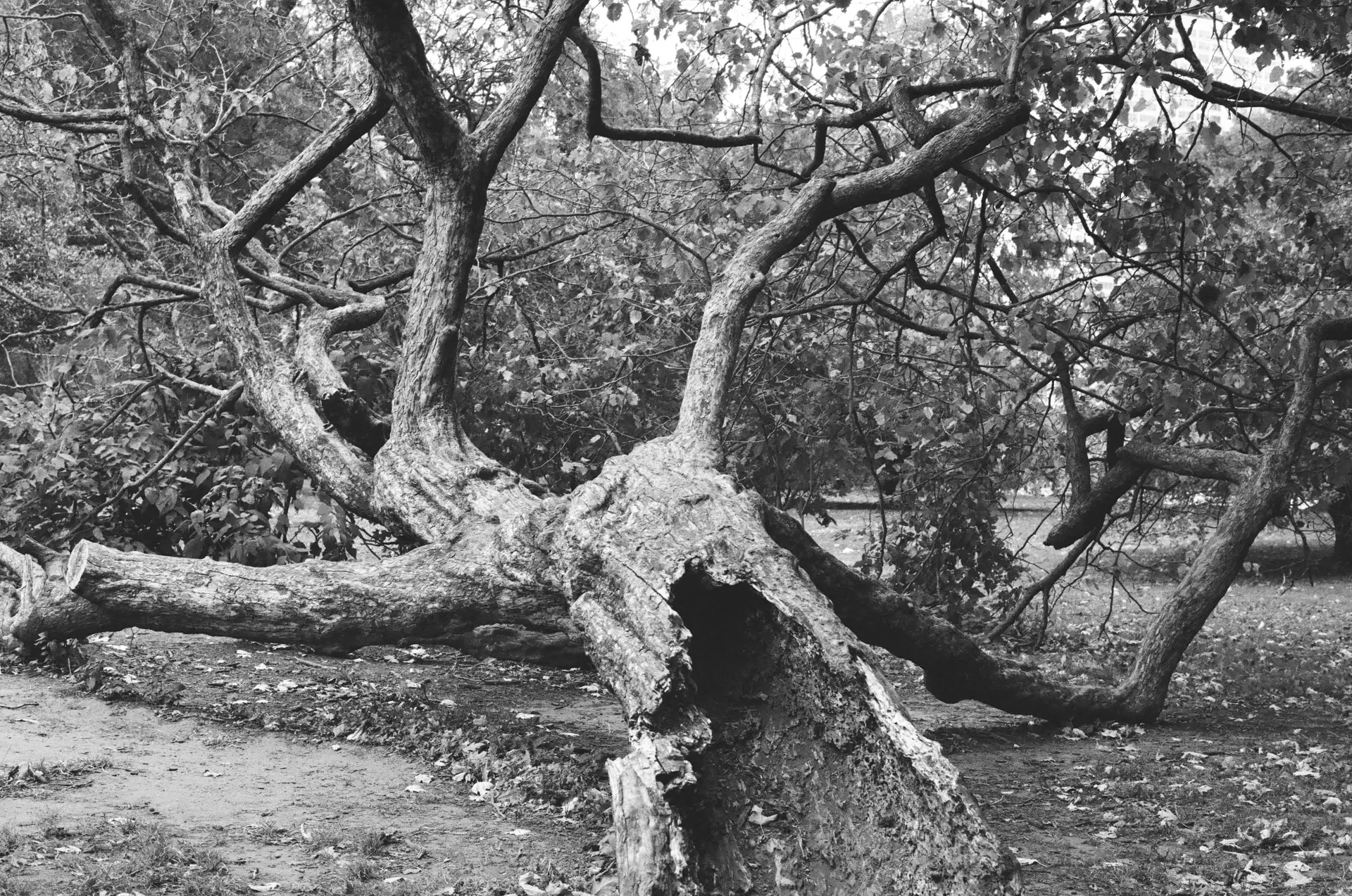 Black-and-white photograph of a fallen tree leaning away from the camera. Despite appearing to no longer be connected to the ground, its leaves are alive and well. Its trunk is mostly hollow, the inside fading to black as it moves up.