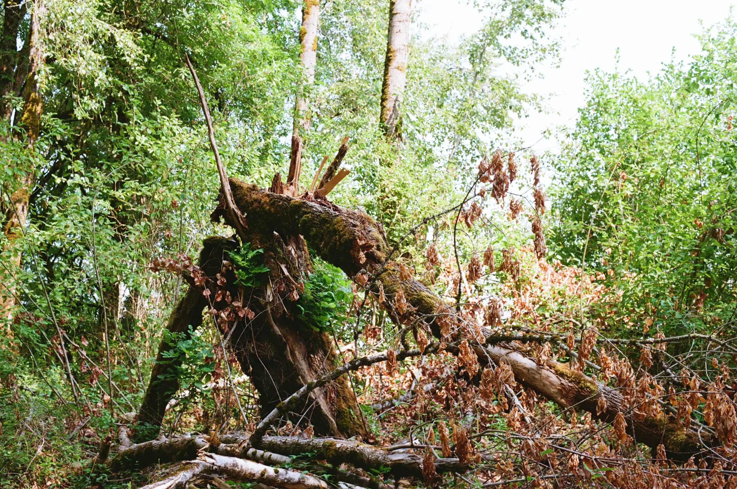 Photograph of a dead, snapped tree in a forest on a bright day. Leaves still cling to the fallen tree, orange and limp with age. Broken branches sit ahead of the stump, placed parallel by humans. What trunk is still precariously attached to the stump reaches to the bottom right of the frame.