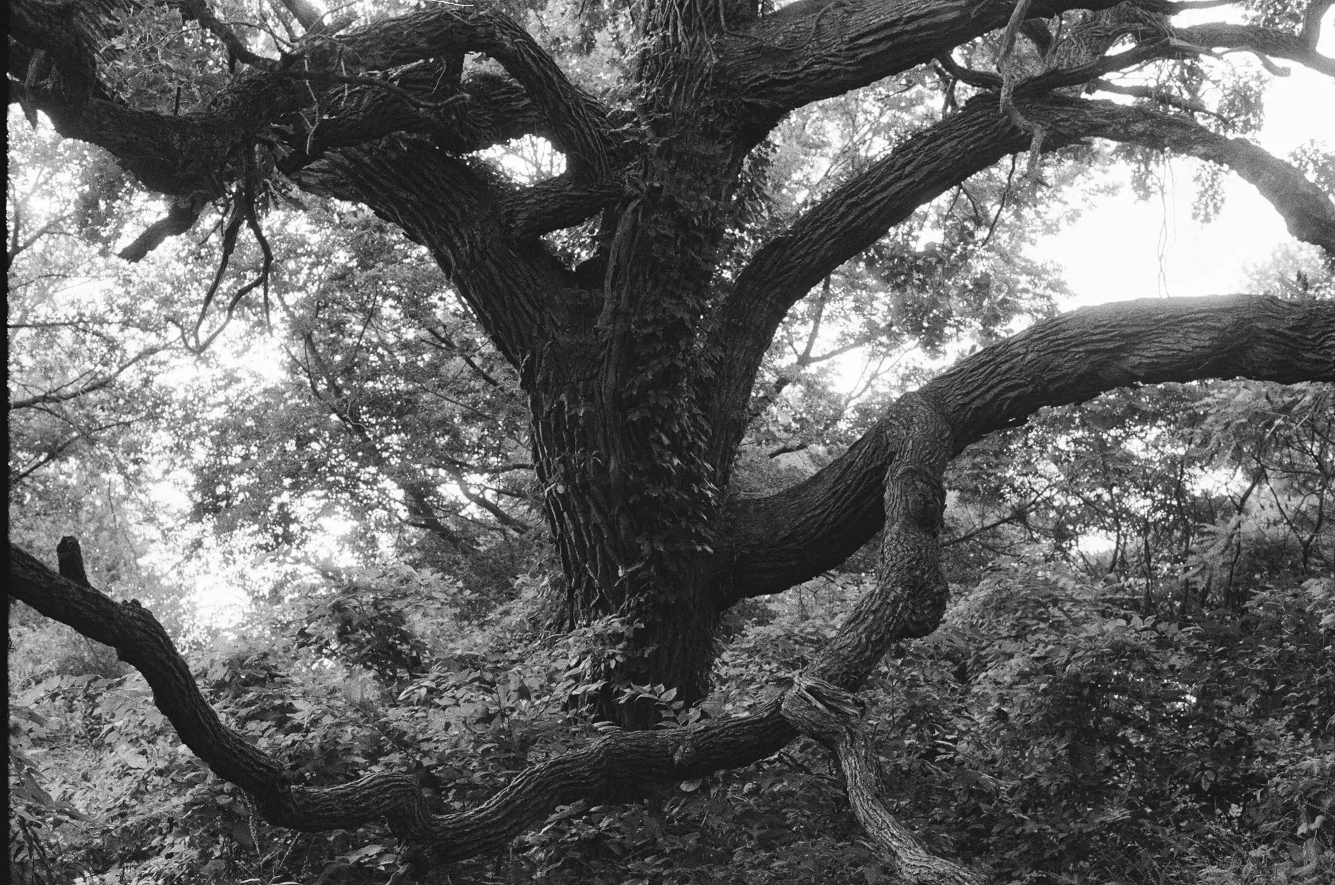 Black-and-white photograph of a tree with thick branches, going all directions and bending in ways only real trees do. Many reach out of frame. Bright light streams through the leaves.
