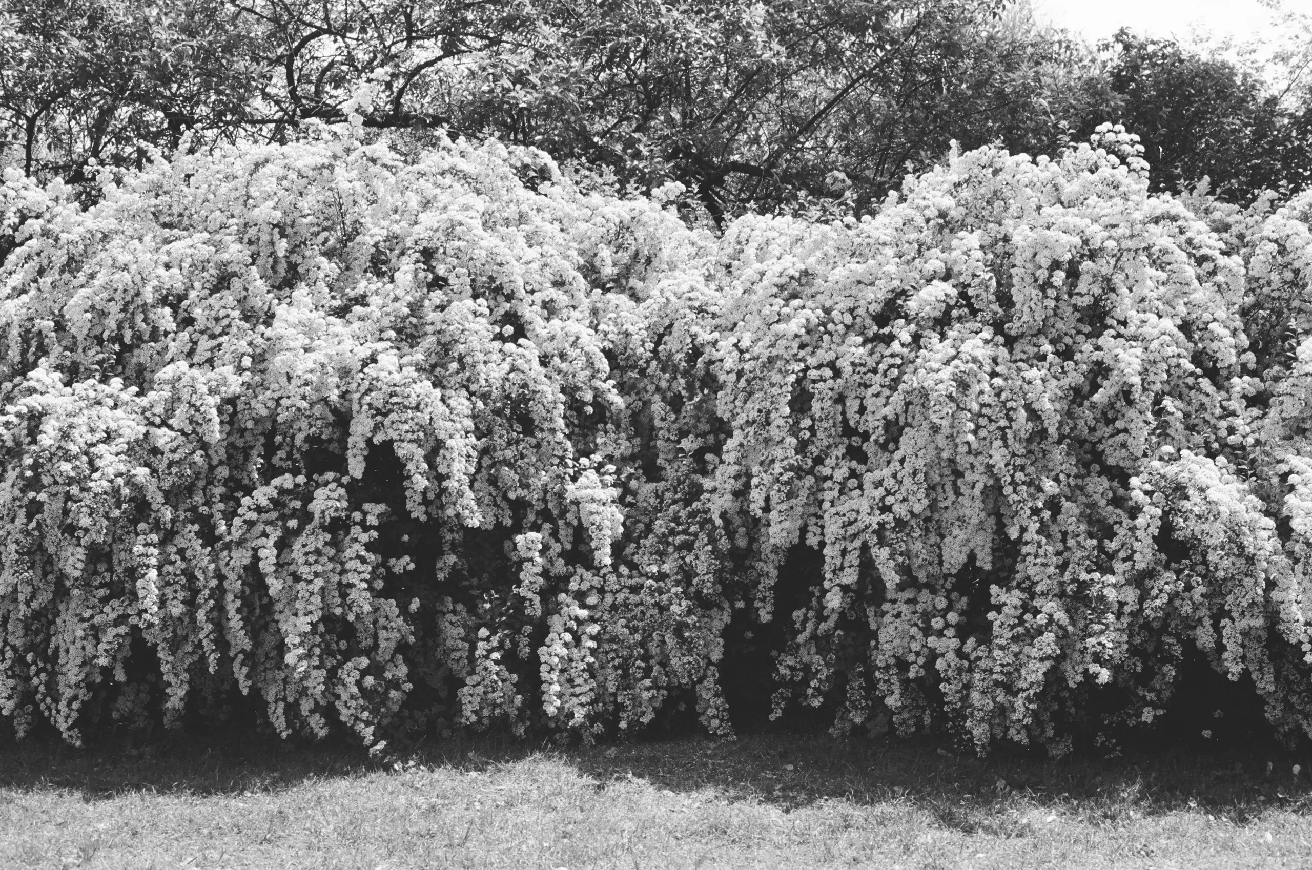Black-and-white photograph of a large, floral bush. The flowers are white, and reach from one edge of the frame to the other, with a suggestion that they go on for much longer. Tree branches fill the sky.
