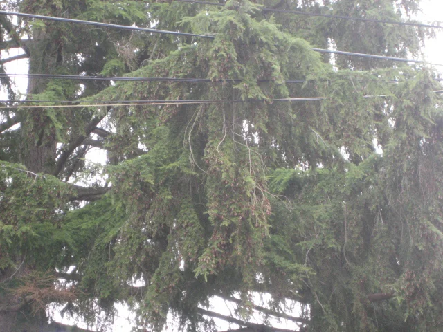 Photograph of tree branches, low and draped against the powerlines which run from one side of the frame to the other. The light from the gray sky is soft.