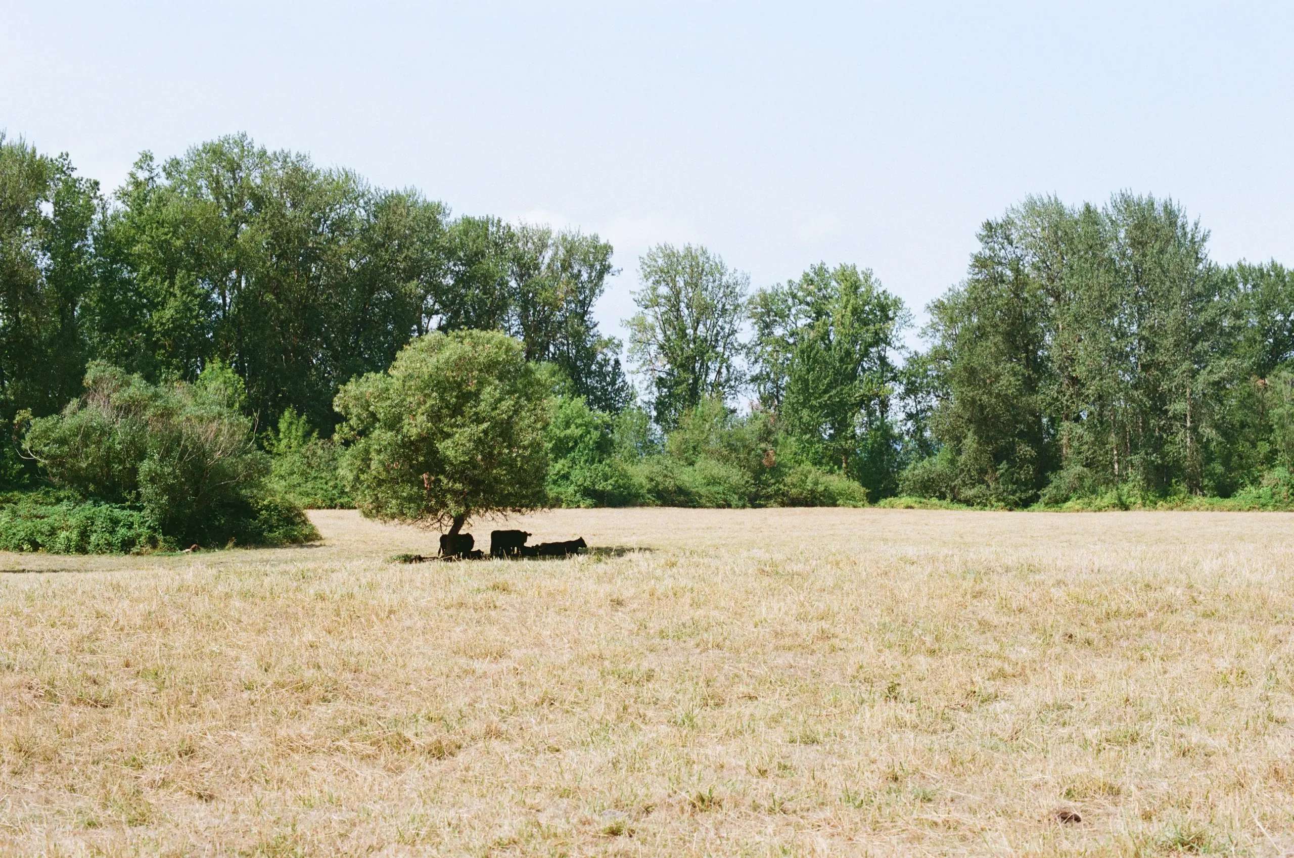 Photograph of silhouetted cows in the shade of a small tree in a yellow field. The sky is baby blue and partially blocked by a line of taller trees. Two cows stand; the rest sit.