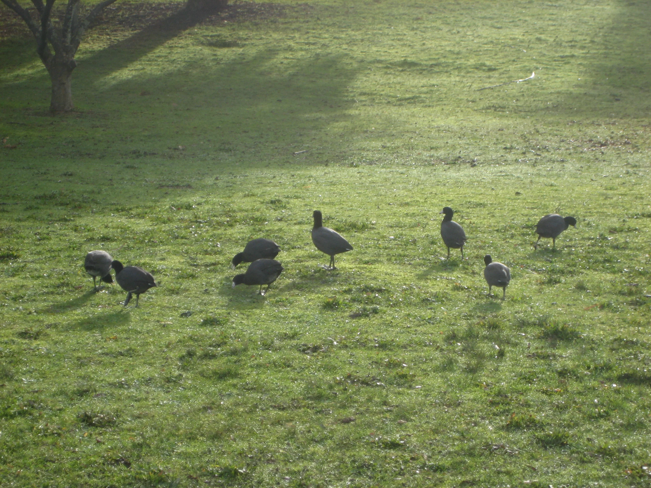 Photograph of a group of gray-black American Coot birds on a plain of grass. Each bird takes a different pose, but all seem to be searching the ground for food. Long shadows are cast from trees behind them.