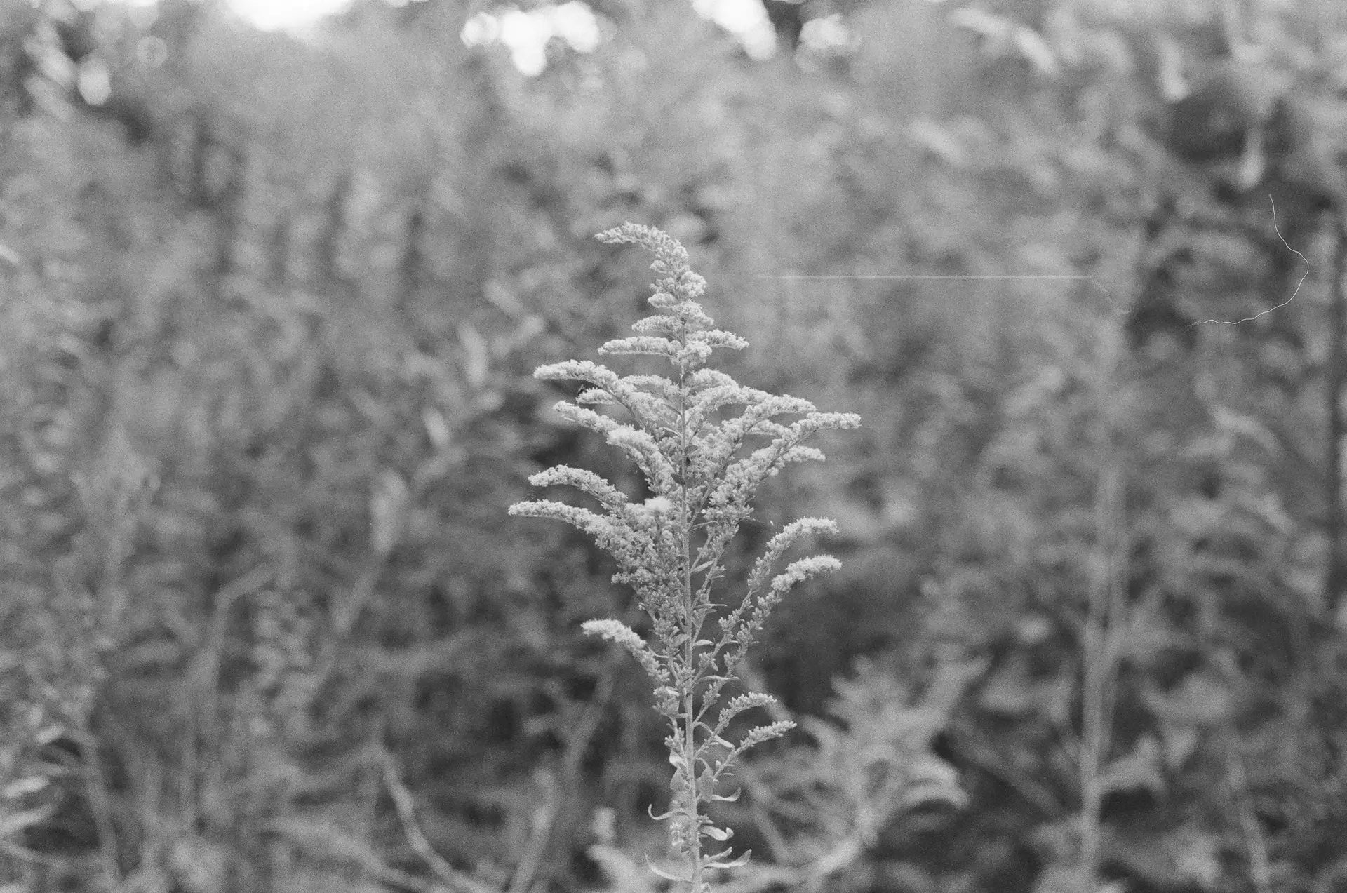 Black-and-white photograph of a stalk of goldenrod in sharp focus. It is among other plants, but the rest are unfocused, blurry, in the background.