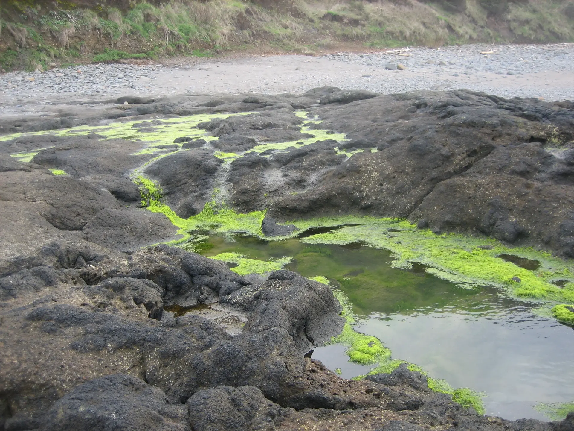Photograph of a tide pool teeming with bright green algae. Beneath even the surface of the water, it thrives. The plants stand out especially against the dark blue-gray of the rocks.