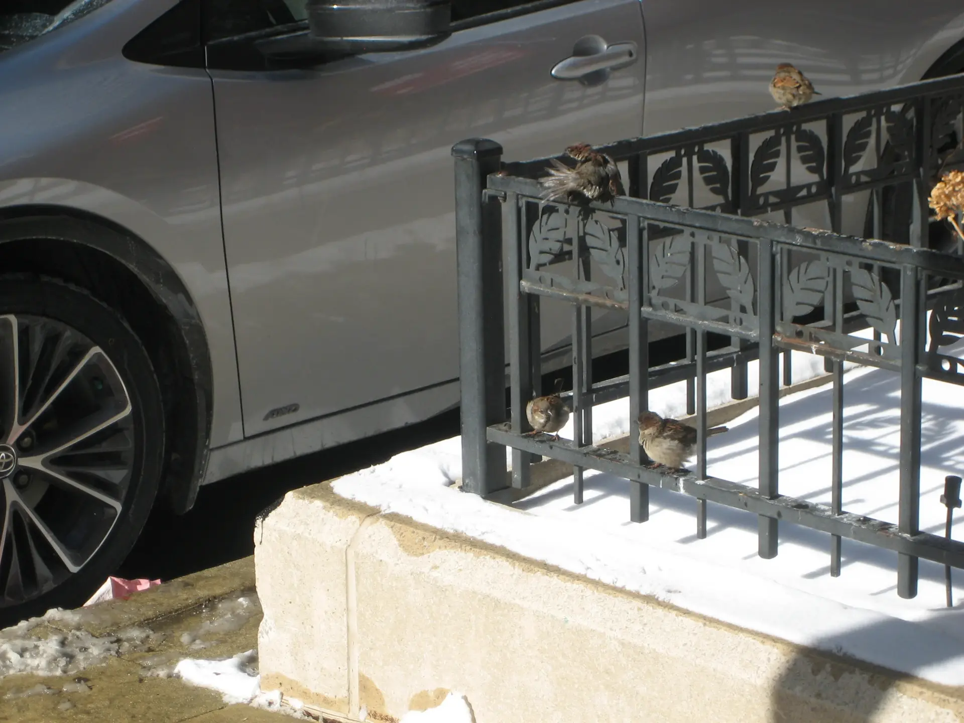 Photograph of a small flock of sparrows sitting on the fence of a sidewalk planter. It's winter -- there's snow on the ground -- and in the background is parked a gray car. Three of the four birds are still, and the last has its face buried in its feathers.