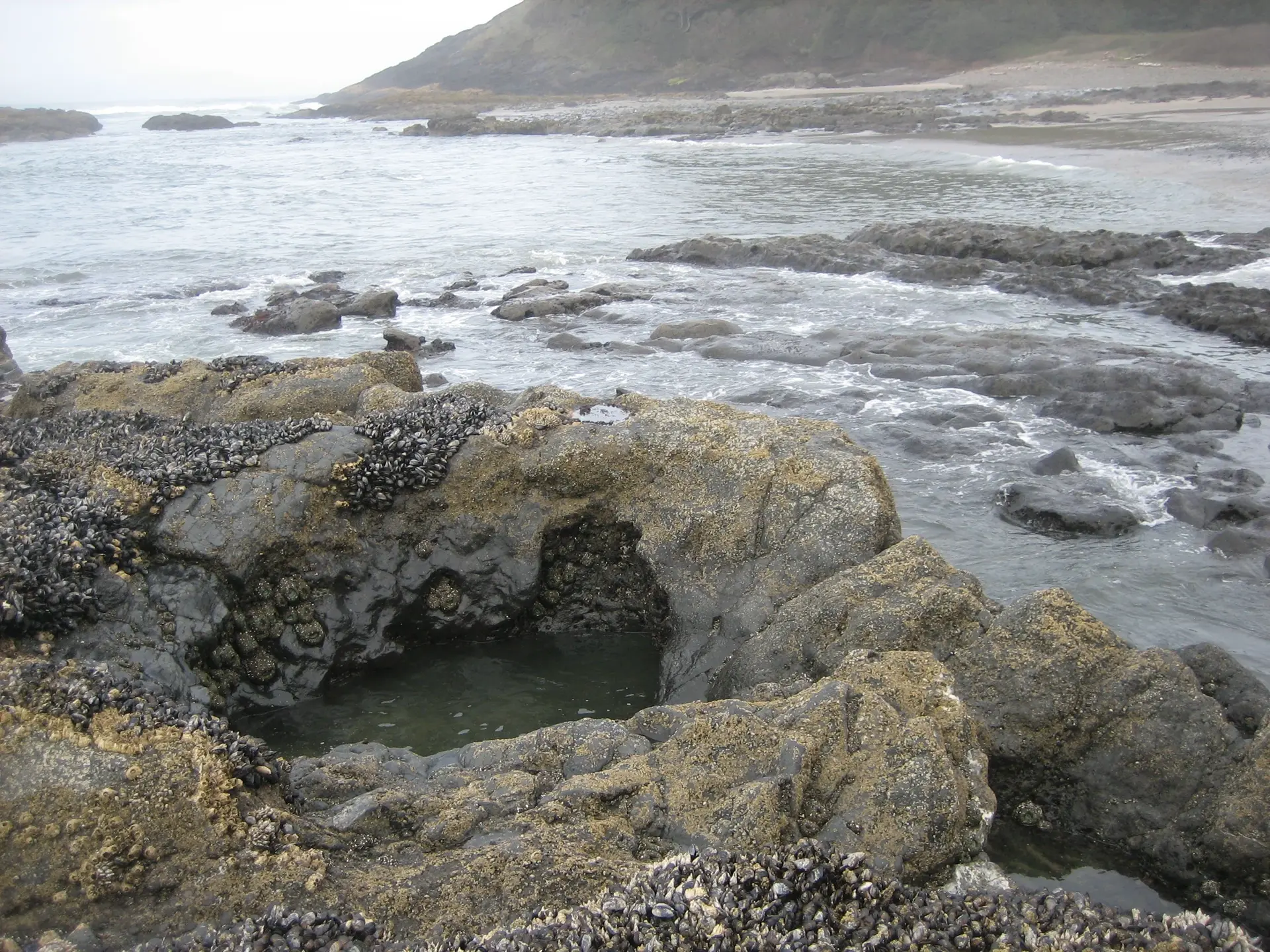 Photograph of a rocky beach and a stony, mussel-lined tide pool. The water in the tide pool is noticeably greener and at a much lower level than in the ocean. The beach runs into the distance behind the tide pool, eventually meeting a steep hill and a gray sky.