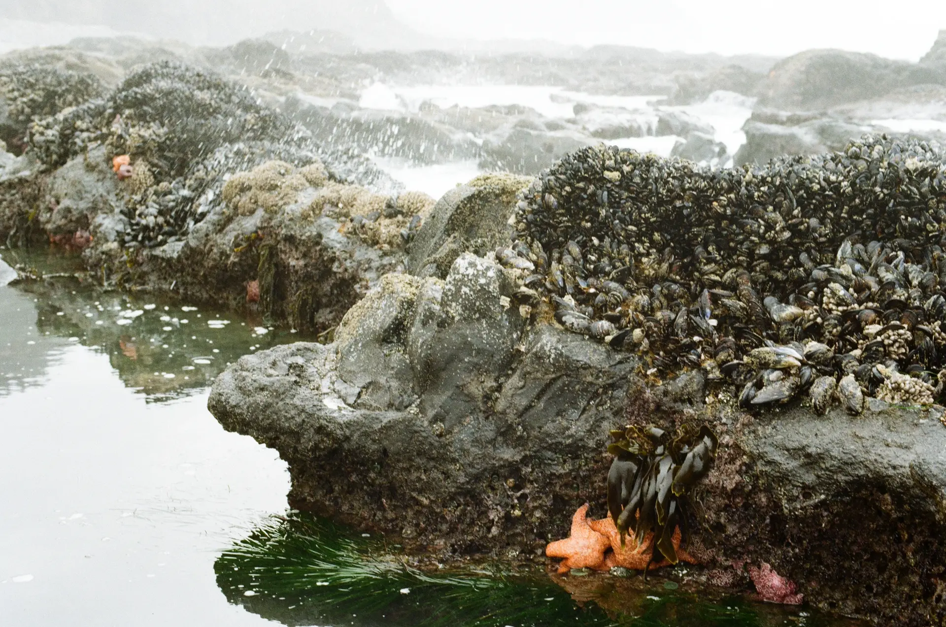 Photograph of mussel-lined rocks surrounding a series of tide pools. Ocean spray splashes off the roughness. On the closest formation, one dominated by mussels on its top side, sits a small number of orange and purple starfish, each with just a few of its limbs in the water.