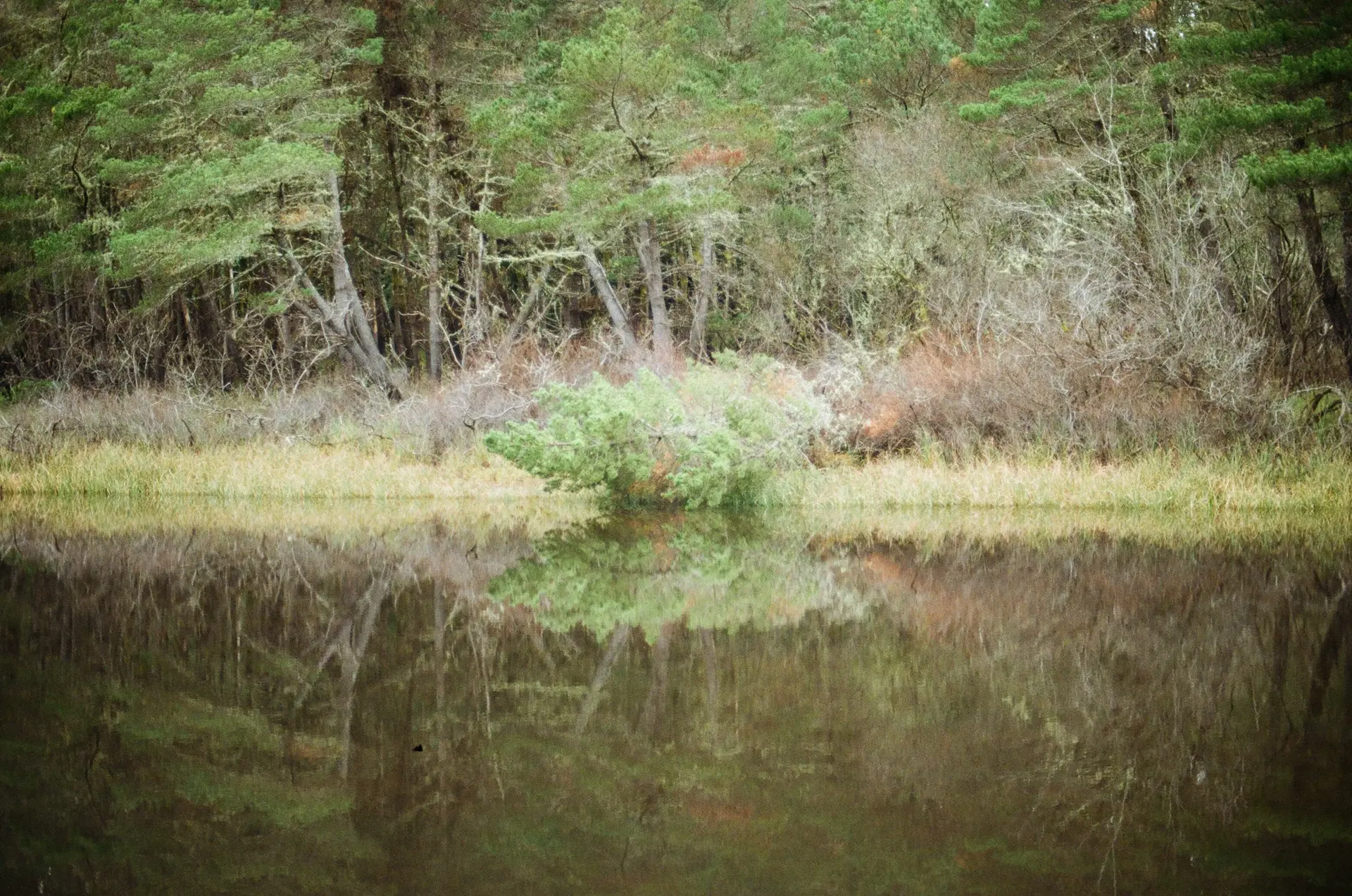 Photograph of a fallen tree resting along the edge of a small body of water. It leans away from a forest of much taller trees and is surrounded by yellow-green grass. Its image is duplicated in the bottom half of the photo, in a reflection on the water.