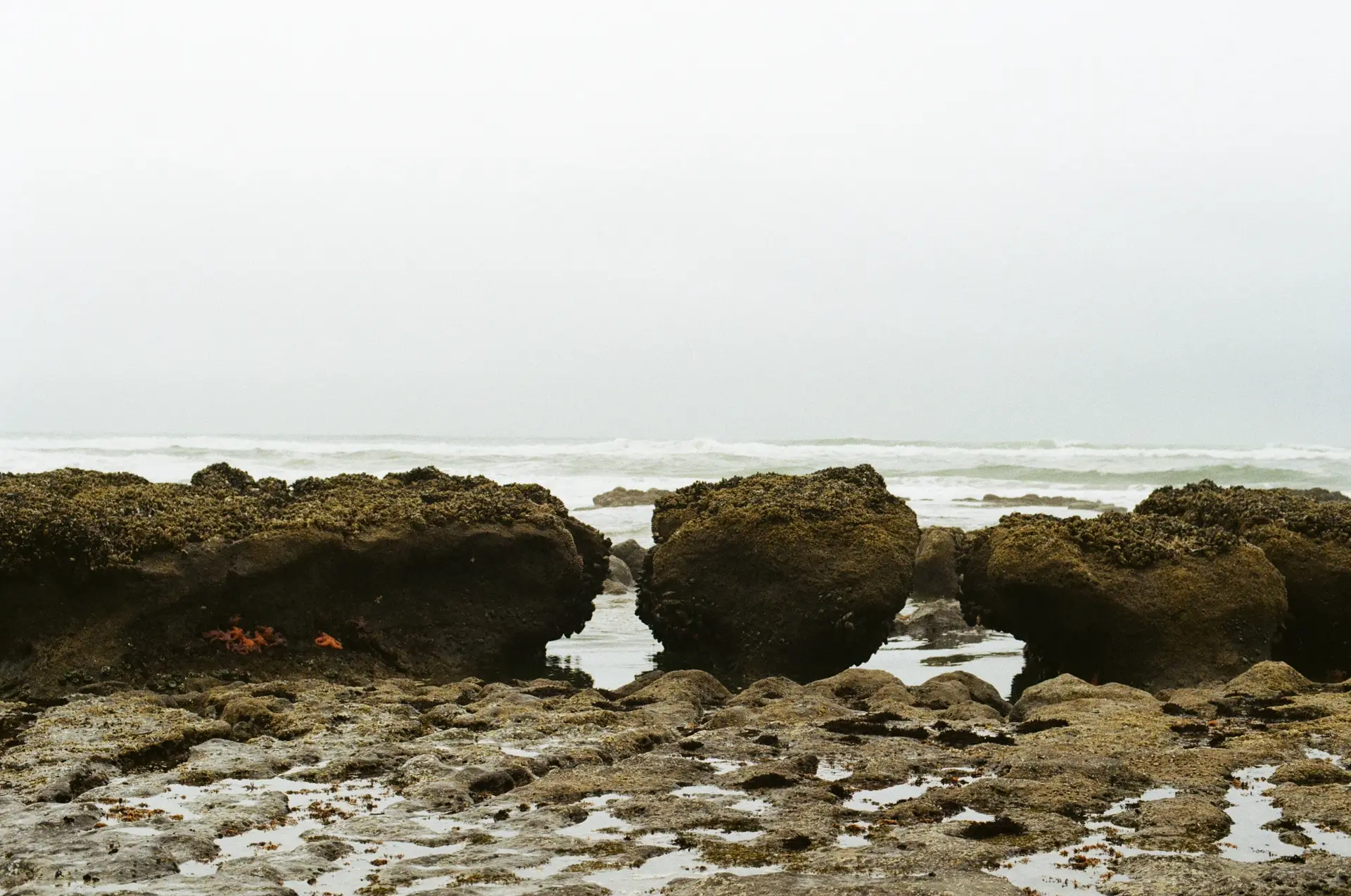A photograph of three rock formations in shallow water, each no more than a few feet high. In the shade of the leftmost (and widest) rock is a collection of warm-colored starfish, orange and pink. In the distance, small ocean waves make their way towards the rocks and shore. Small mounds and valleys of stand sit muddy in the foreground, some holding seawater.